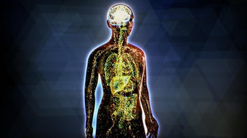 Endocannabinoid-System: Erklärung, Wirkung & Bedeutung