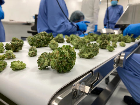 Cannabis auf Rezept: So stark stiegen die Importe nach Deutschland in den letzten drei Jahren