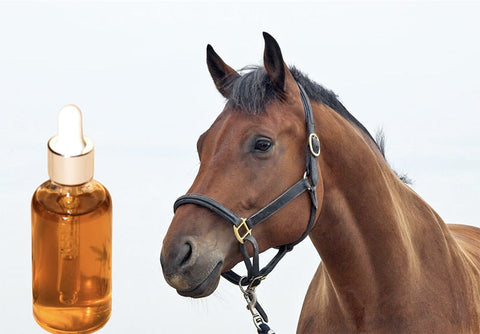 CBD Öl für Pferde