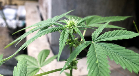 Hermaphroditische Cannabispflanzen (Zwitter) – Ursachen, Erkennung & Umgang