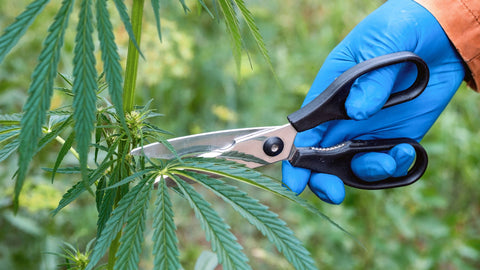 Cannabis schneiden – Ein ultimativer Guide für Anfänger