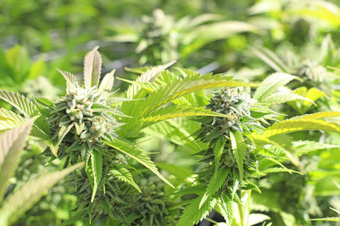 Guerilla Growing – Anleitung, Tipps & Risiken