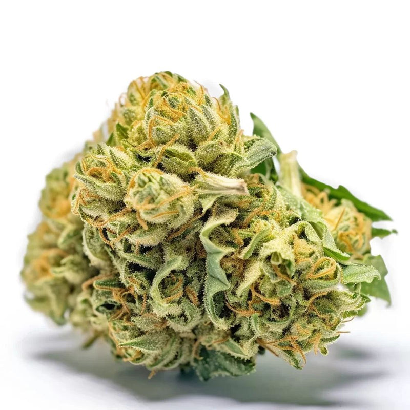 Seeds Genetics Cali Cannabis Samen 3 Stk. - Image 2