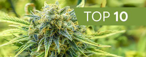 Die schnellsten Cannabissorten 2026