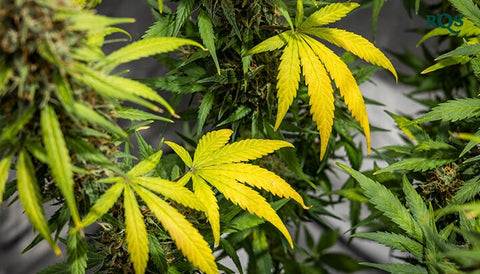 Cannabis gelbe Blätter: Ursachen, Mängel und Lösungen