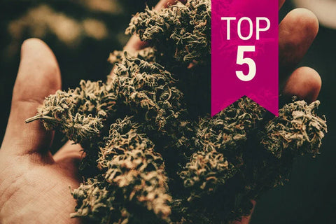 Die stärksten THC-Cannabissorten 2025 im Überblick