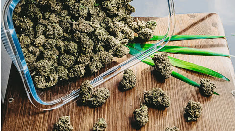 Qualitätscheck! Woran erkenne ich gute CBD Blüten?