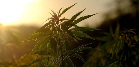 Die Risiken des Cannabinoids HHC – Worauf du achten solltest