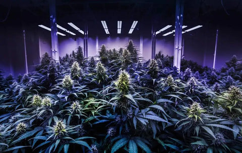 10-OH-HHC vs CBD: Welches Cannabinoid ist das Richtige für mich?