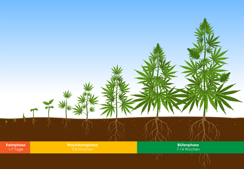 Phasen des Cannabisanbaus – einfach erklärt