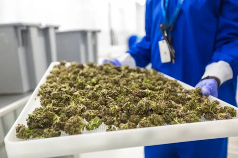 Studien zu Nano Delta-9