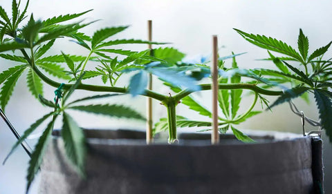 Cannabis beschneiden & Wachstum steuern