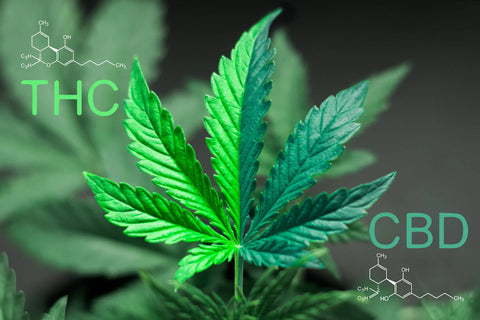 Unterschied zwischen CBD, CBG und THC