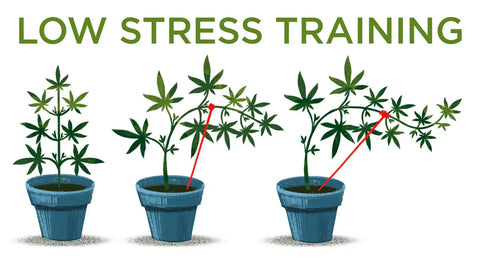High-Stress-Training Cannabis – Anleitung, Risiken & Ertrag