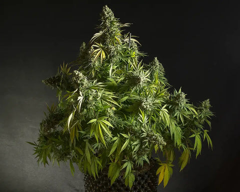 Autoflowering Cannabissamen – Alles rund um den Anbau