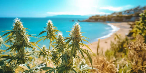 Cannabis am Meer anbauen – Tipps für Grower