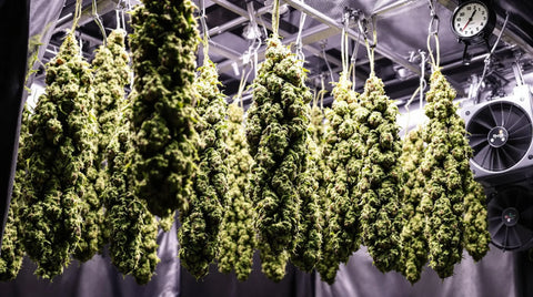 Cannabis richtig trocknen: Dauer, Fehler und Schimmel erkennen