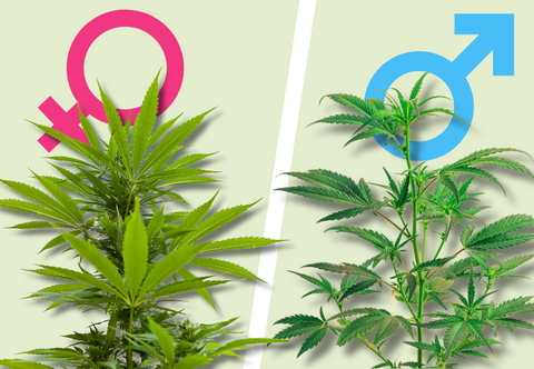 Weibliche Cannabispflanzen erkennen – Merkmale & Tipps