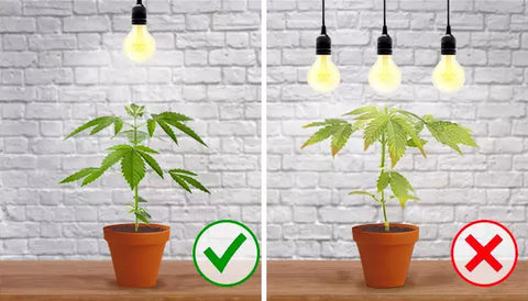Cannabis zu viel Licht? Symptome, Tipps & Dos/Don’ts