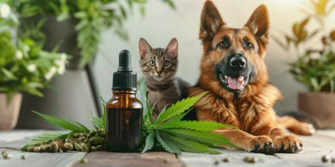 CBD für Tiere - vielseitig einsetzbares Hilfsmittel