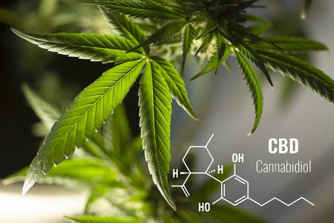 Wellness und CBD