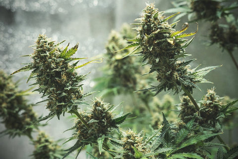 Autoflowering Cannabissamen – Alles rund um den Anbau