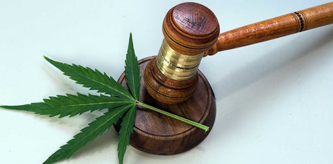 Ein Jahr Teillegalisierung von Cannabis in Deutschland – gesellschaftliche, gesundheitliche und wirtschaftliche Folgen