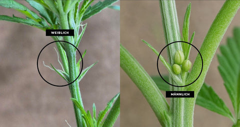 Männliche Cannabispflanzen erkennen – Identifizierung, Unterschiede & was du tun musst