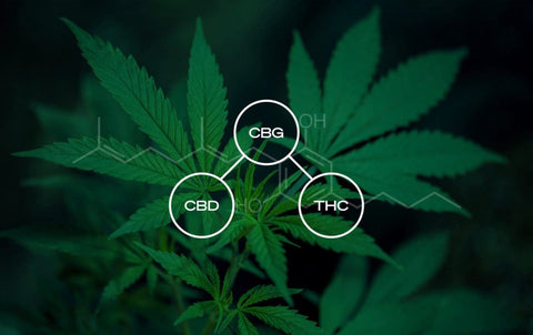 CBG - Das ist die Mutter aller Cannabinoide
