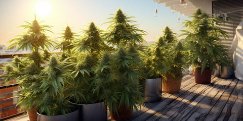 Cannabis auf dem Balkon anbauen: Legal & diskret