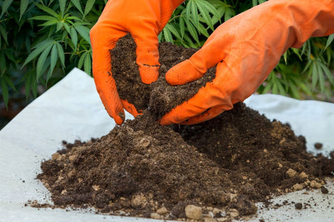 Living Soil kaufen - Worauf du achten solltest