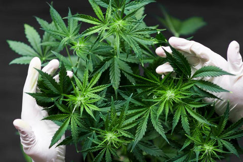 Die Kraft von CBD – Die Entdeckung des Potenzials von Cannabidiol