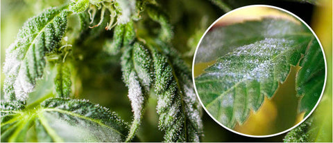 Falscher Mehltau bei Cannabis – erkennen & bekämpfen