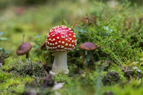 Fliegenpilz – Mehr als nur ein Märchenpilz