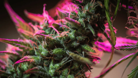 Wie konsumiert man CBG?