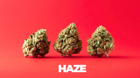 Haze Sorten erklärt: Wirkung, Ursprung und Unterschiede