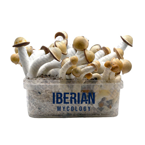 Mushroom Grow Kits