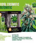 igrowcan-cannabis-grow-kit-automatic-royal-creamatic