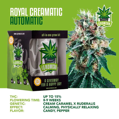 igrowcan-cannabis-grow-kit-automatic-royal-creamatic