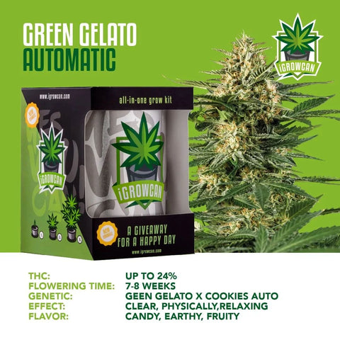 igrowcan-cannabis-grow-kit-automatic-green-gelato