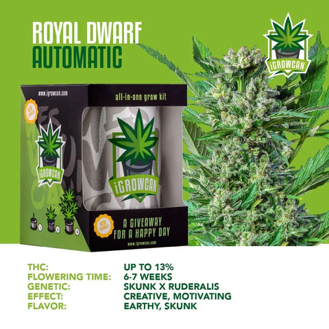 igrowcan-cannabis-grow-kit-automatic-royal-dwarf