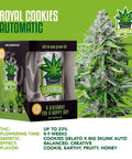 igrowcan-cannabis-grow-kit-automatic-royal-cookies