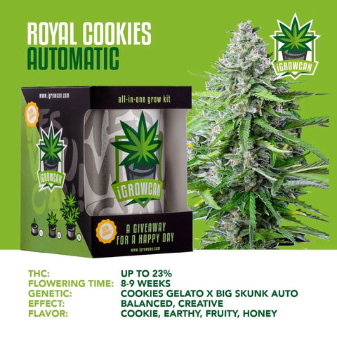 igrowcan-cannabis-grow-kit-automatic-royal-cookies