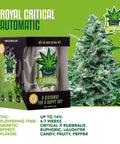 igrowcan-cannabis-grow-kit-automatic-royal-critical