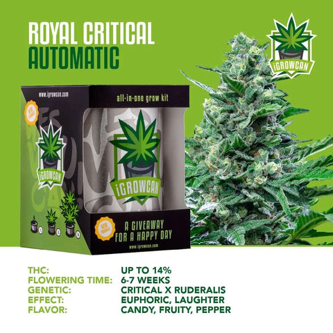 igrowcan-cannabis-grow-kit-automatic-royal-critical