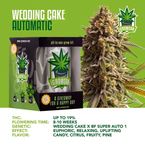 igrowcan-cannabis-grow-kit-automatic-wedding-cake