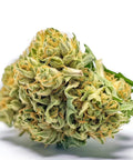 seeds-genetics-cali-cannabis-samen-3-stk.-banana-sherbet-feminized