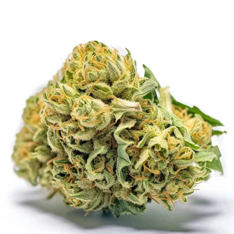 seeds-genetics-cali-cannabis-samen-3-stk.-banana-sherbet-feminized