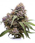 seeds-genetics-cali-cannabis-samen-3-stk.-watermelon-punch-feminized