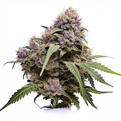 seeds-genetics-cali-cannabis-samen-3-stk.-watermelon-punch-feminized